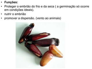 Funções:   Proteger o embrião do frio e da seca ( a germinação só ocorre em condições ideais).  nutrir o embrião  promover a dispersão. (vento ao animais) 