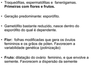 Traqueófitas, espermatófitas e  fanerógamas.  Primeiras   com   flores e frutos.   Geração predominante: esporófito.  Gametófito bastante reduzido, nasce dentro do esporófito do qual é dependente.  Flor:  folhas modificadas que gera os óvulos femininos e os grãos de pólen. Favorecem a variabilidade genética (polinização) Fruto:  dilatação do ovário  feminino, e que envolve a semente. Favorecem a dispersão da semente 
