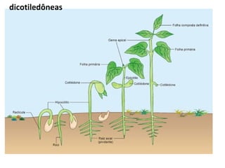 dicotiledôneas 