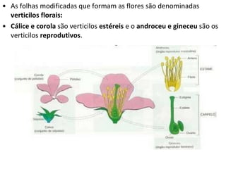 As folhas modificadas que formam as flores são denominadas  verticilos florais:  Cálice e corola  são verticilos  estéreis  e o  androceu e gineceu  são os verticilos  reprodutivos . 