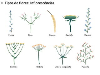 Tipos de flores: Inflorescências 
