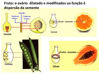 Fruto: o ovário  dilatado e modificados ua função é dispersão da semente 