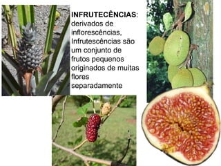 INFRUTECÊNCIAS : derivados de inflorescências, Infrutescências são um conjunto de frutos pequenos originados de muitas flores separadamente 