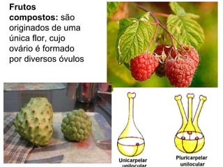 Frutos compostos:  são originados de uma única flor, cujo ovário é formado por diversos óvulos 