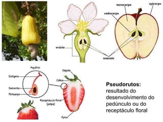 Pseudorutos:  resultado do desenvolvimento do pedúnculo ou do receptáculo floral 