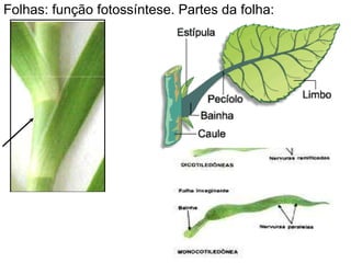 Folhas: função fotossíntese. Partes da folha: 
