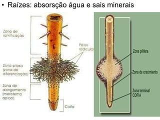 Raízes: absorsção água e sais minerais 
