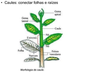 Caules: conectar folhas e raízes 