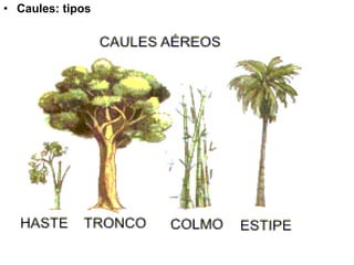 Caules: tipos 