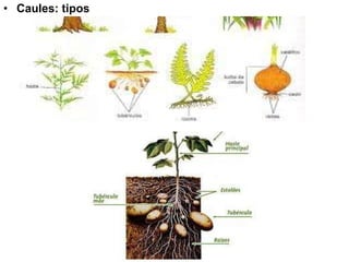 Caules: tipos 