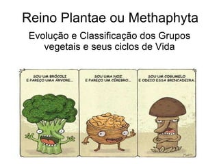 Reino Plantae ou Methaphyta Evolução e Classificação dos Grupos vegetais e seus ciclos de Vida 