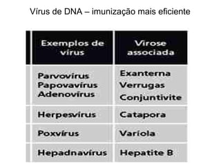 Vírus de DNA – imunização mais eficiente
 