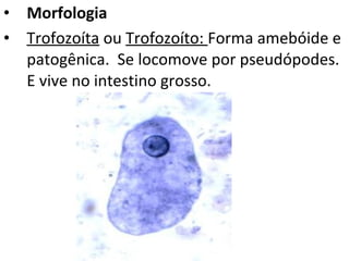 • Morfologia
• Trofozoíta ou Trofozoíto: Forma amebóide e
patogênica. Se locomove por pseudópodes.
E vive no intestino grosso.
 