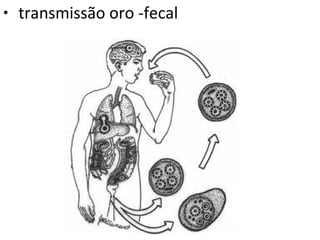 • transmissão oro -fecal
 
