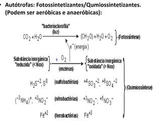 • Autótrofas: Fotossintetizantes/Qumiossintetizantes.
(Podem ser aeróbicas e anaeróbicas):
 