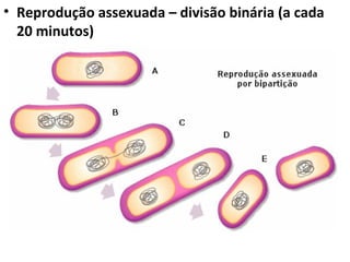 • Reprodução assexuada – divisão binária (a cada
20 minutos)
 