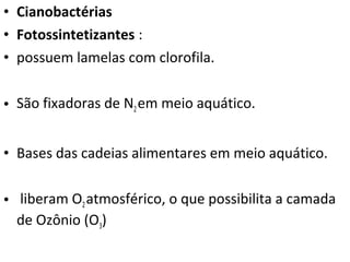 • Cianobactérias
• Fotossintetizantes :
• possuem lamelas com clorofila.
• São fixadoras de N2em meio aquático.
• Bases das cadeias alimentares em meio aquático.
• liberam O2atmosférico, o que possibilita a camada
de Ozônio (O3)
 