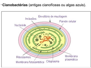• Cianobactérias (antigas cianofíceas ou algas azuis).
 