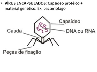• VÍRUS ENCAPSULADOS: Capsídeo protéico +
material genético. Ex. bacteriófago
 