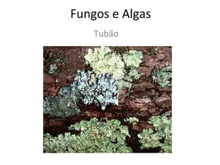 Fungos e Algas
Tubão
 