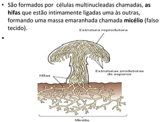 • São formados por células multinucleadas chamadas, as
hifas que estão intimamente ligadas uma às outras,
formando uma massa emaranhada chamada micélio (falso
tecido).
•
 