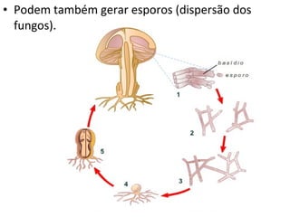 • Podem também gerar esporos (dispersão dos
fungos).
 