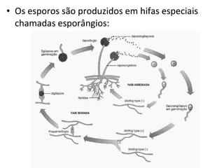 • Os esporos são produzidos em hifas especiais
chamadas esporângios:
 