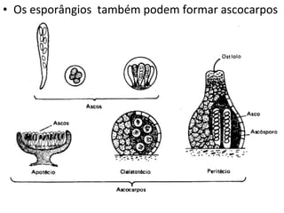 • Os esporângios também podem formar ascocarpos
 
