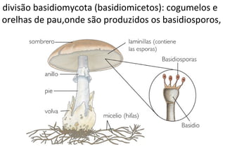 divisão basidiomycota (basidiomicetos): cogumelos e
orelhas de pau,onde são produzidos os basidiosporos,
 