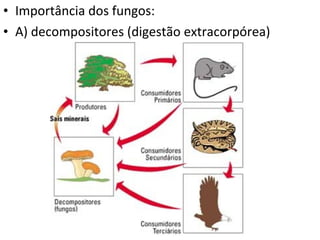 • Importância dos fungos:
• A) decompositores (digestão extracorpórea)
 