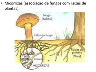 • Micorrizas (associação de fungos com raizes de
plantas).
 
