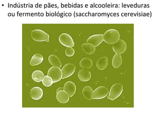 • Indústria de pães, bebidas e alcooleira: leveduras
ou fermento biológico (saccharomyces cerevisiae)
 