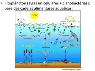 • Fitoplâncton (algas unicelulares + cianobactérias):
base das cadeias alimentares aquáticas:
 