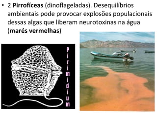 • 2 Pirrofíceas (dinoflageladas). Desequilíbrios
ambientais pode provocar explosões populacionais
dessas algas que liberam neurotoxinas na água
(marés vermelhas)
 
