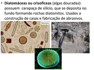 • Diatomáceas ou crisofíceas (algas douradas):
possuem carapaça de silício, que se deposita no
fundo formando rochas diatomitos. Usados a
construção de casas e fabricação de abrasivos.
 