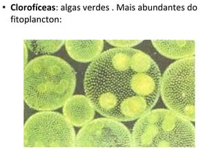 • Clorofíceas: algas verdes . Mais abundantes do
fitoplancton:
 