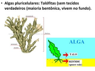 • Algas pluricelulares: Talófitas (sem tecidos
verdadeiros (maioria bentônica, vivem no fundo).
 