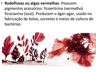 • Rodofíceas ou algas vermelhas: Possuem
pigmentos acessórios: ficoeritrina (vermelho)
ficocianina (azul). Produzem o ágar-agar, usado na
fabricação de bolos, sorvetes e meios de cultura de
bactérias:
 