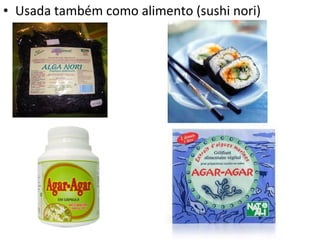• Usada também como alimento (sushi nori)
 