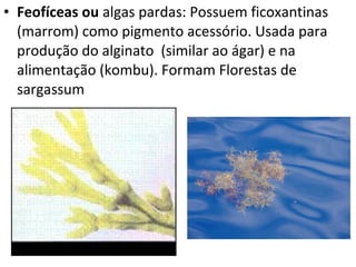 • Feofíceas ou algas pardas: Possuem ficoxantinas
(marrom) como pigmento acessório. Usada para
produção do alginato (similar ao ágar) e na
alimentação (kombu). Formam Florestas de
sargassum
 