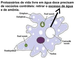 Protozoários de vida livre em água doce precisam
de vacúolos contráteis: retirar o excesso de água
e de amônia.
 