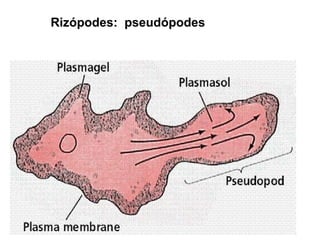 Rizópodes: pseudópodes
 
