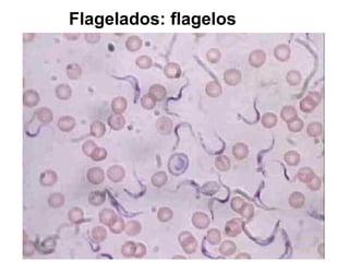 Flagelados: flagelos
 