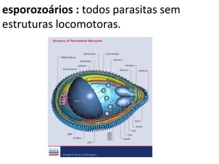 esporozoários : todos parasitas sem
estruturas locomotoras.
 