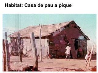 Habitat: Casa de pau a pique
 