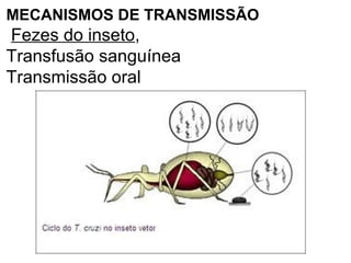 MECANISMOS DE TRANSMISSÃO
Fezes do inseto,
Transfusão sanguínea
Transmissão oral
 