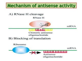 Mechanism of antisense activity
 