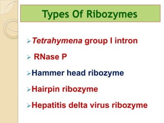 Types Of Ribozymes

Tetrahymena      group I intron
   RNase P
Hammer      head ribozyme
Hairpin   ribozyme
Hepatitis    delta virus ribozyme
 