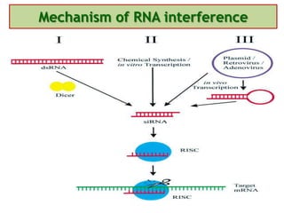 Mechanism of RNA interference
 