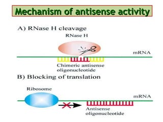 Mechanism of antisense activity 